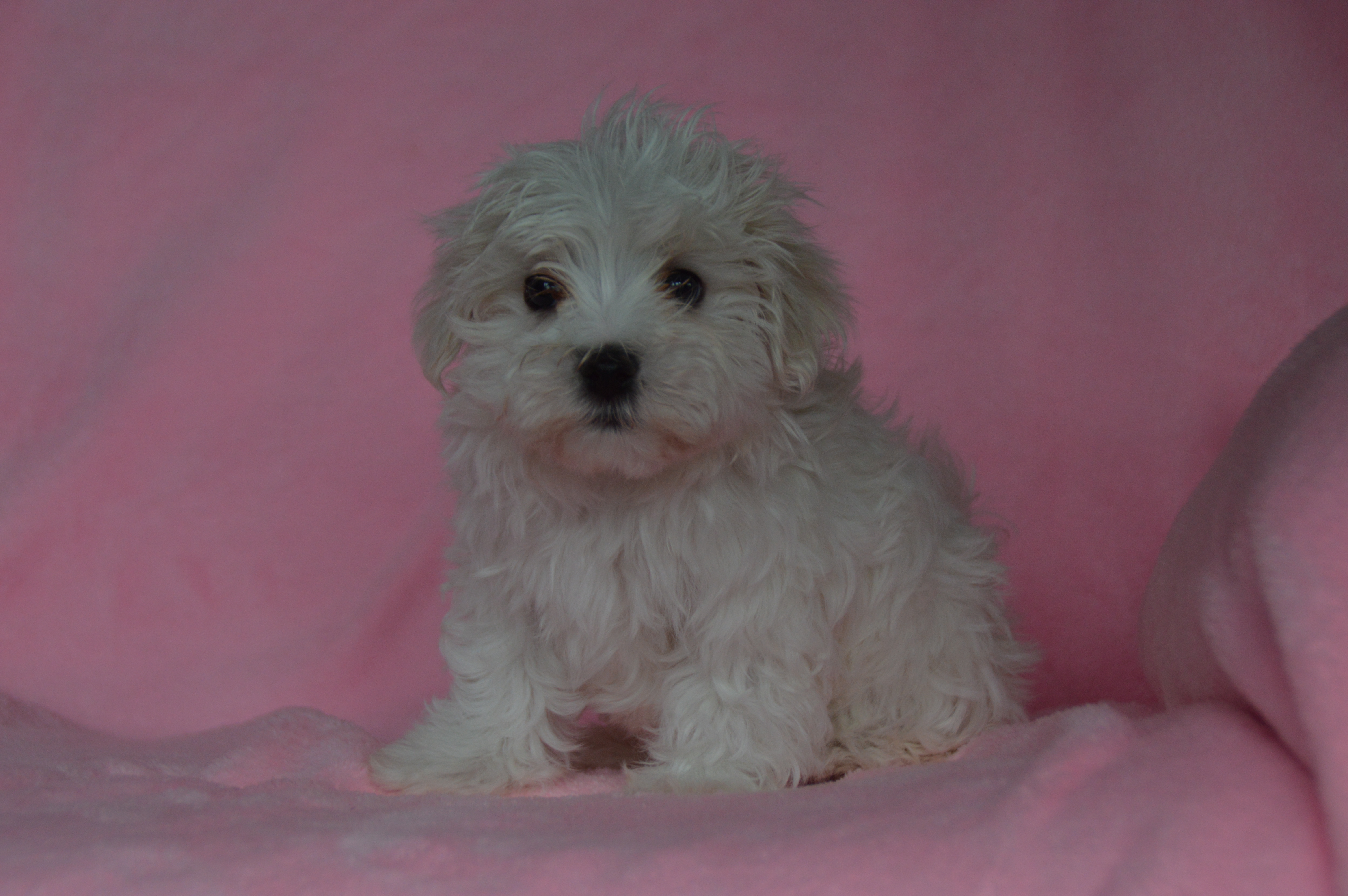 puppy, for, sale, Maltese,   Sunny Meadow Puppies, dog, breeder, Mill Hall, PA, dog-breeder, puppy-for-sale, forsale, nearby, find, puppyfind, locator, puppylocator, aca